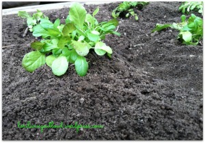 Garden Begun. transplanting, DIY cold frame, DIY seedling nursery